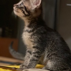 トラ猫、8週齢、男の子、性格穏やか人たらし