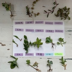 多肉植物☆15種の画像