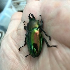 ニジイロクワガタ（青紋血統）ペアの画像