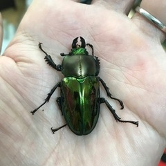 ニジイロクワガタ（青紋血統）ペアの画像