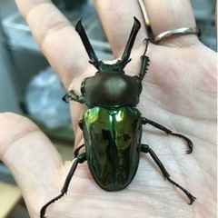 ニジイロクワガタ（青紋血統）ペアの画像