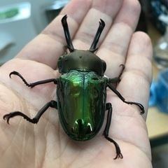 ニジイロクワガタ（青紋血統）ペアの画像