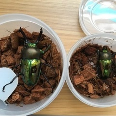ニジイロクワガタ（青紋血統）ペアの画像