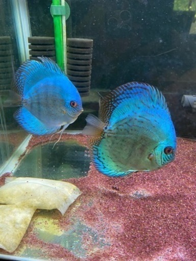 ディスカス(モルフォ)ペア