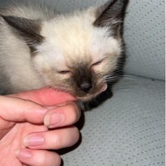 里親募集 可愛いシャム柄 里親さん決まりました！ありがとうござい...