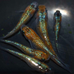 めだか◆ユリシス　稚魚10匹◆の画像