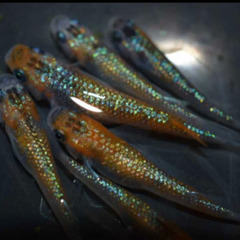 めだか◆ユリシス　稚魚10匹◆の画像