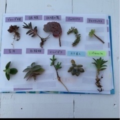 多肉植物☆おまとめカット☆10種の画像