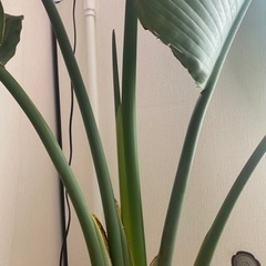 オーガスター安く譲りますの画像