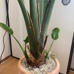 オーガスター安く譲りますの画像