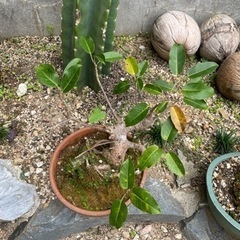 ガジュマル盆栽
