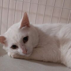 優しい白猫