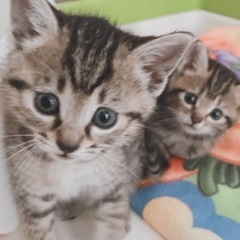 正式譲渡☆２匹で譲渡可能な方を先行募集します☆