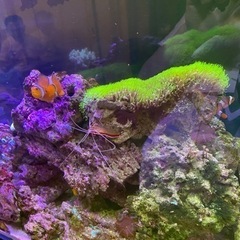 [値下げしました‼️]海水魚 水槽一式 30000円の画像
