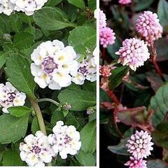 常緑で踏み付けに強いグランドカバー植物　分けて下さい。　ヒメイワ...