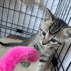 素敵なご家族に迎えていただきました♡すももちゃん