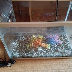 水槽セット おおよそ幅４０ｃｍ×奥行き３０ｃｍ×高さ３０ｃｍ