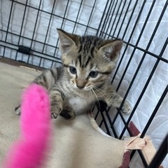 素敵なご家族に迎えていただきました♡ミカンちゃん