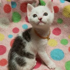 子猫里親募集（2ヶ月♂）
