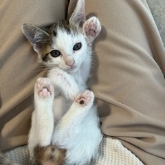 兄妹で新しい家族が決まりました☆メロン君