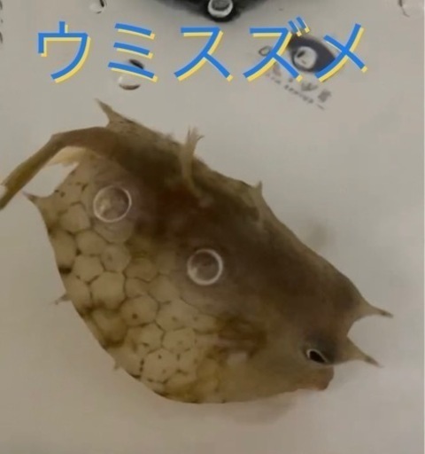 ウミスズメ　海水魚（短期掲載です）