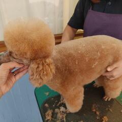 愛犬お手入れ教室