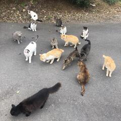 ご不要になった猫用ケージ