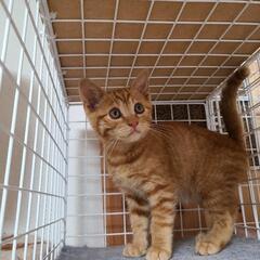 ⠀【里親様決まりました！】里親さん募集！ - 猫