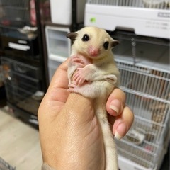 フクロモモンガ プラチナ女の子