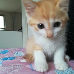 生後1か月半の子猫たちの里親さん募集（茶とら＆茶×白ソックスの4...