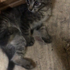 黒トラ？キジトラ？の子猫ちゃんの里親募集いたします。届出済み（飼...