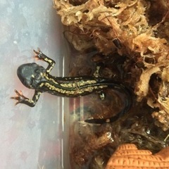 イモリ