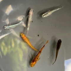 【めだか】メダカ 6匹セット 色んな種類入ってます！