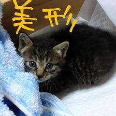 仔猫
