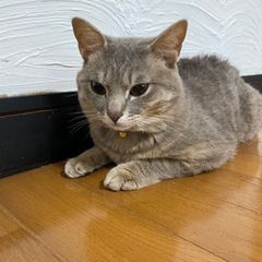 約10ヶ月のオス猫です！里親募集