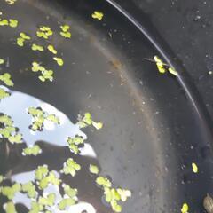 【予定あり】白メダカ　稚魚　50匹～　バケツ込み