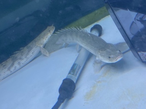 熱帯魚☆エンドリ、ラプラディ☆早い者勝ち☆キャンセルの為緊急値下げ