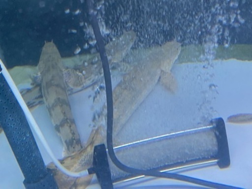 熱帯魚☆エンドリ、ラプラディ☆早い者勝ち☆キャンセルの為緊急値下げ