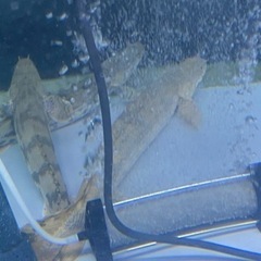 熱帯魚☆エンドリ、ラプラディ☆早い者勝ち☆キャンセルの為緊急値下げ