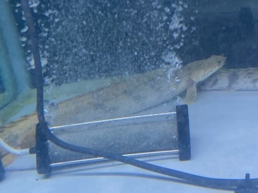 熱帯魚☆エンドリ、ラプラディ☆早い者勝ち☆キャンセルの為緊急値下げ