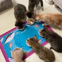 保護猫活動