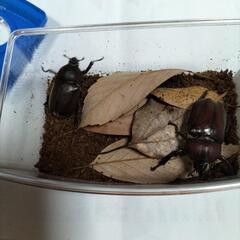 カブトムシペアでいかがですか?