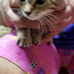 MIX子猫4匹の里親募集