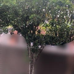 金木犀キンモクセイ