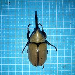 【最終値下げ！】グラントシロカブト♂63mm　新成虫　未使用