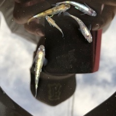 めだか🐟　花魁（おいらん）　メダカの画像
