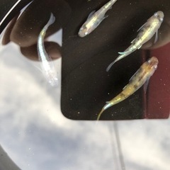 めだか🐟　花魁（おいらん）　メダカの画像