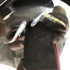 めだか🐟　花魁（おいらん）　メダカ