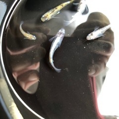 めだか🐟　花魁（おいらん）　メダカの画像