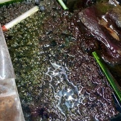 海ぶどう(海水水槽用)50g